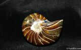 Inch Nautilus fossil from Madagascar #977-1